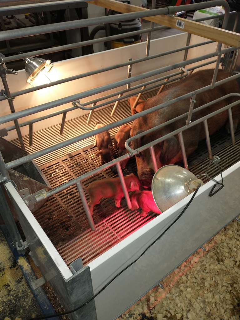 The piglets have finally arrived in the Ag Department! Six piglets were born Friday morning - 4 gilts(females) and 2 boars(males).